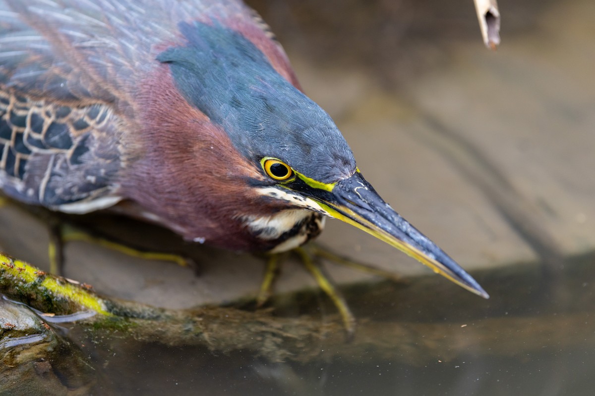 Green Heron - ML646671113
