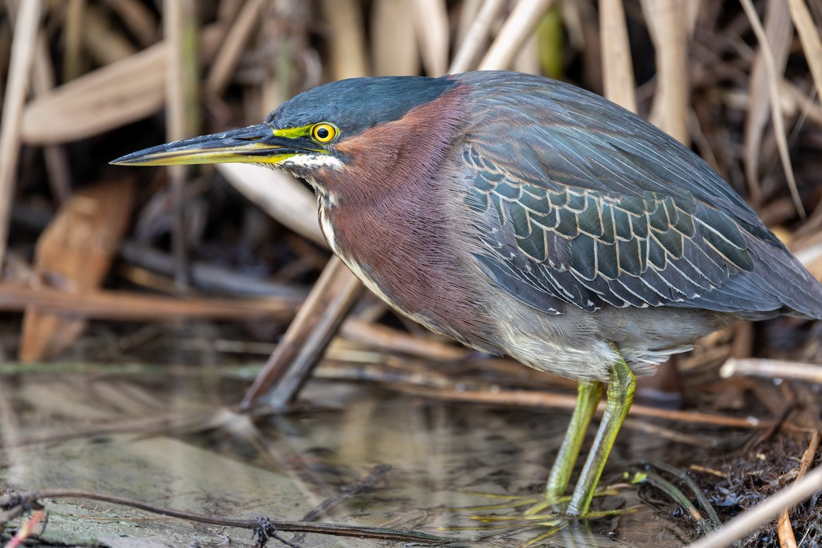 Green Heron - ML646671114