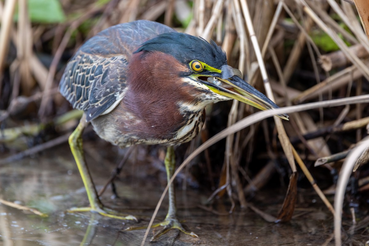 Green Heron - ML646671115