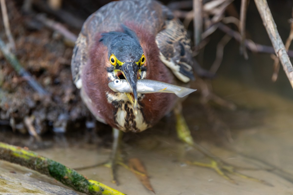 Green Heron - ML646671116
