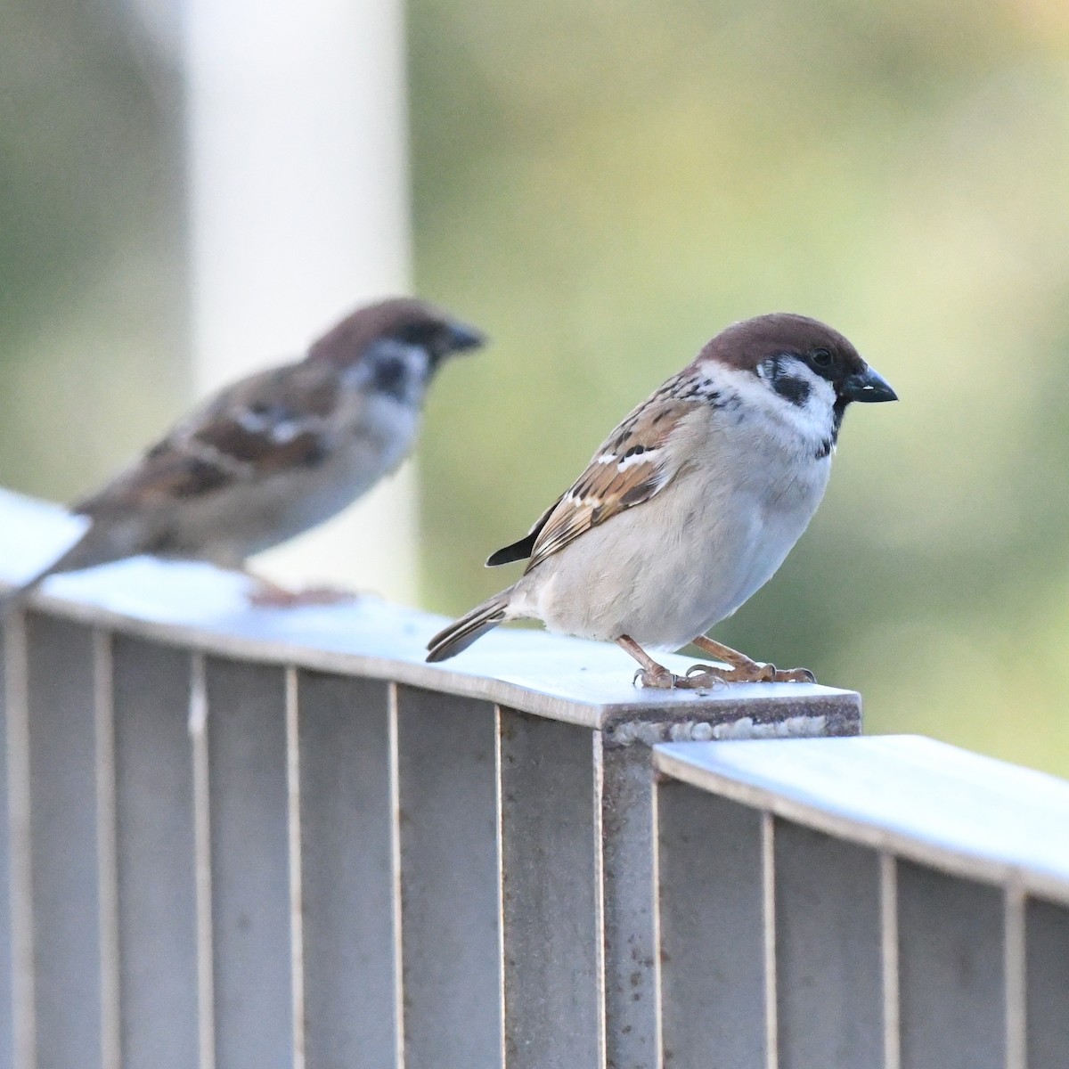 Eurasian Tree Sparrow - ML646671124