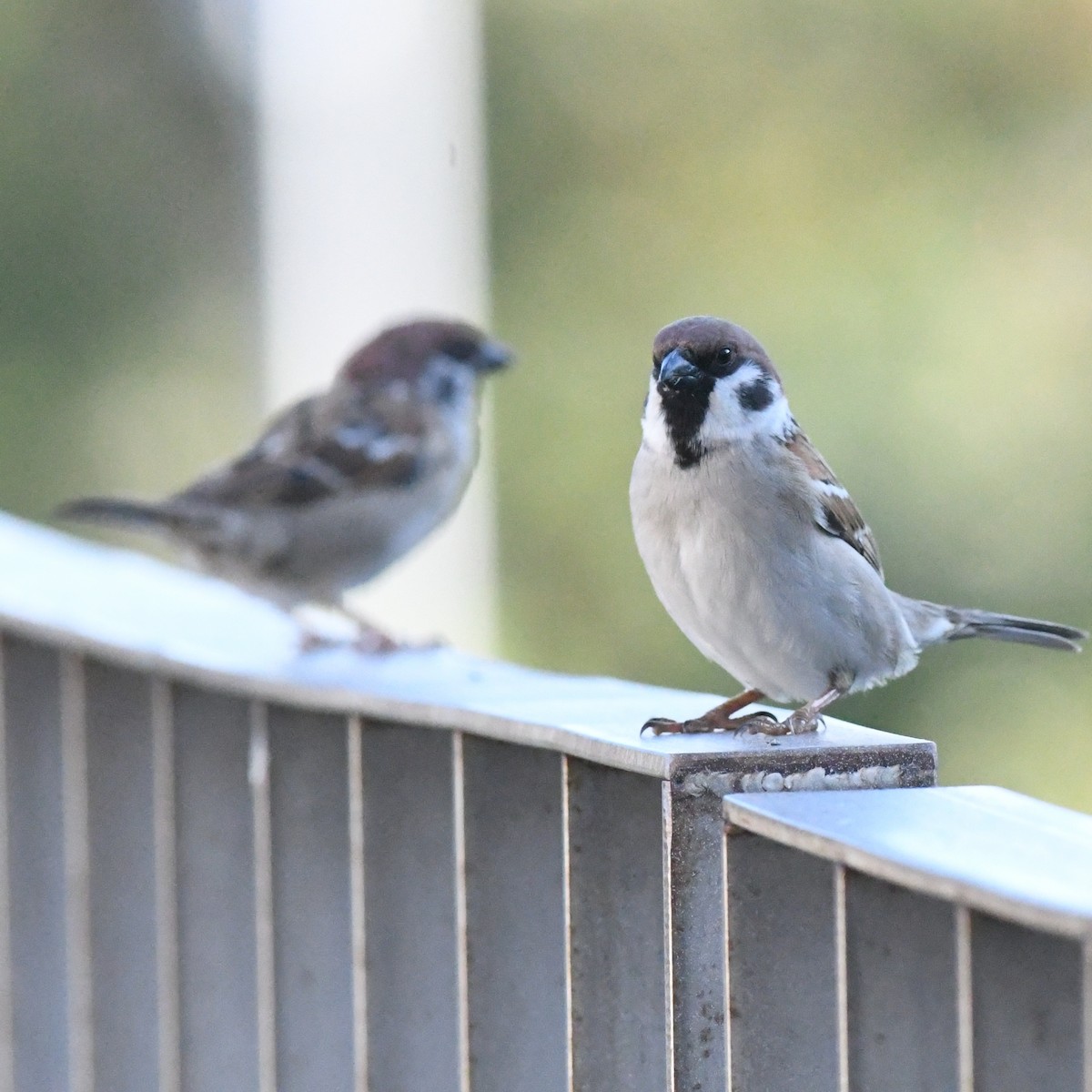 Eurasian Tree Sparrow - ML646671125
