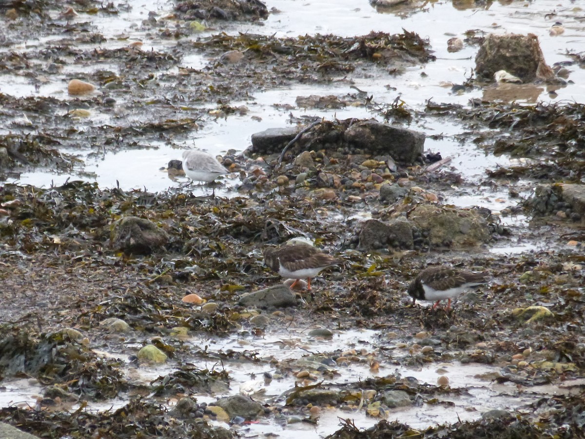 Ruddy Turnstone - ML646671128