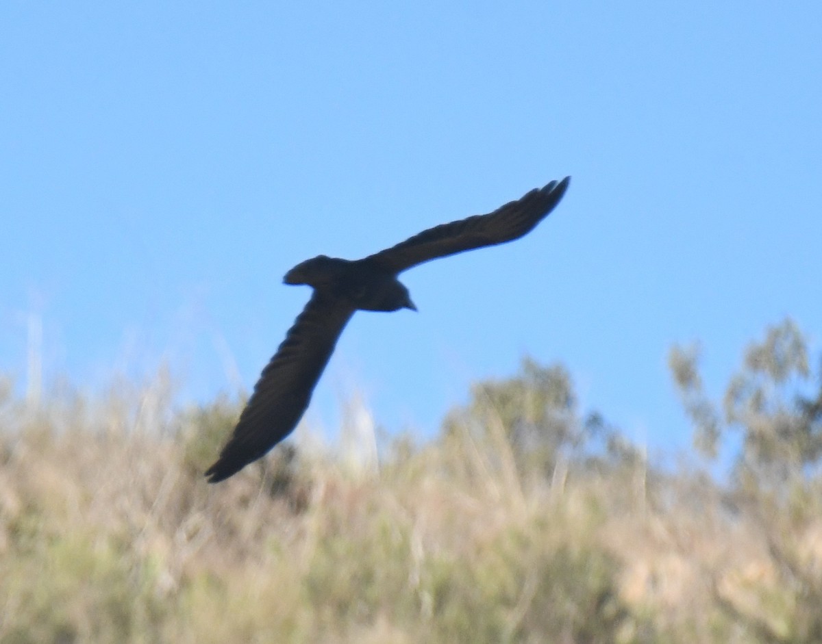 Grand Corbeau - ML646671131