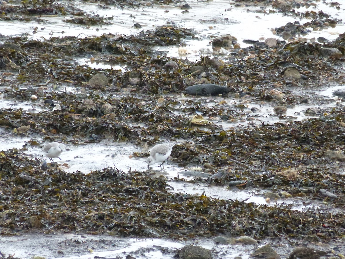 Sanderling - ML646671135