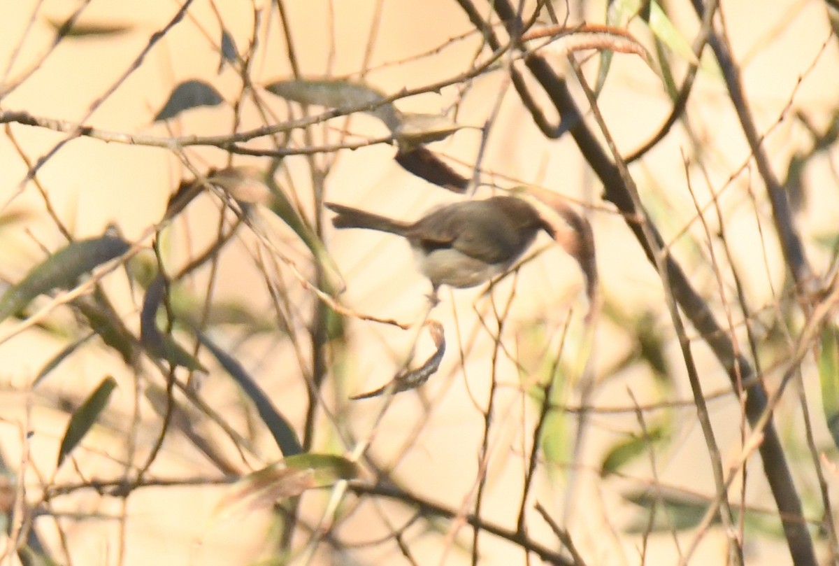 Orite buissonnière - ML646671142