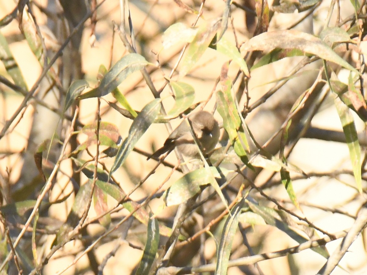 Orite buissonnière - ML646671143