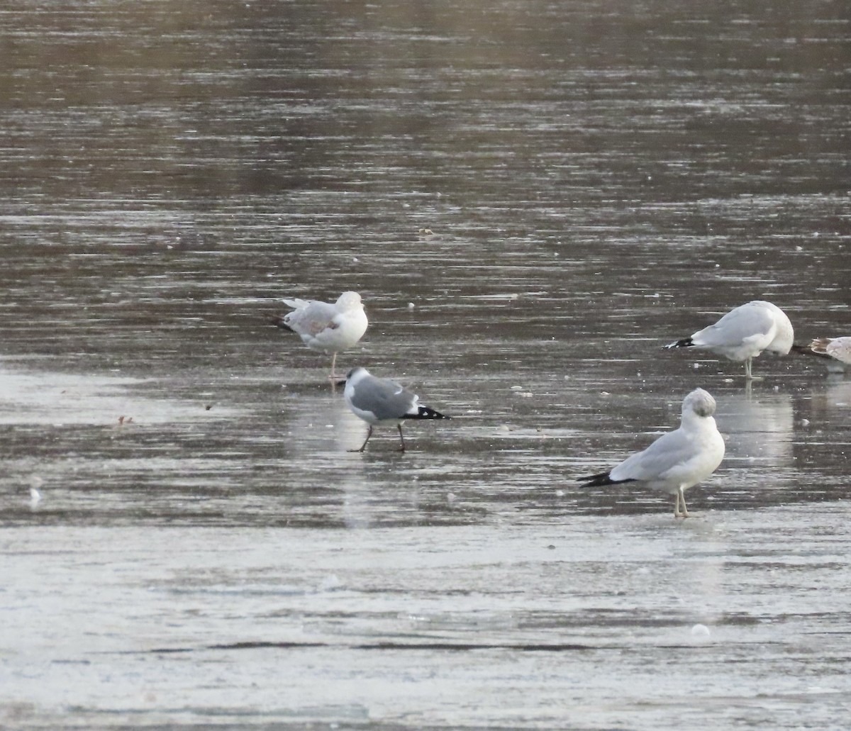 Laughing Gull - ML646671151