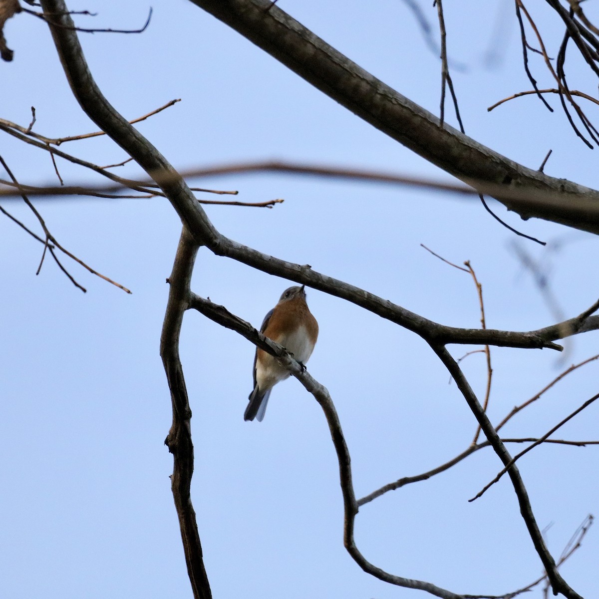 Блакитник східний (підвид sialis/bermudensis) - ML646671155