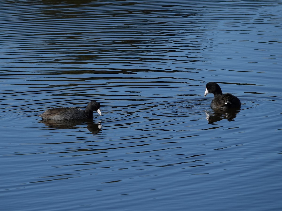 American Coot - ML646671156