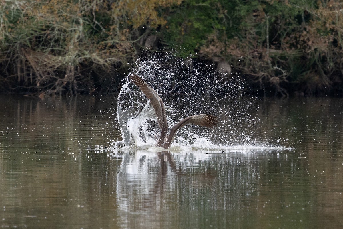 Brown Pelican - ML646671158