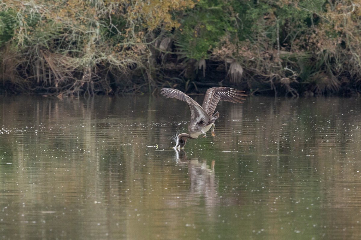 Brown Pelican - ML646671159