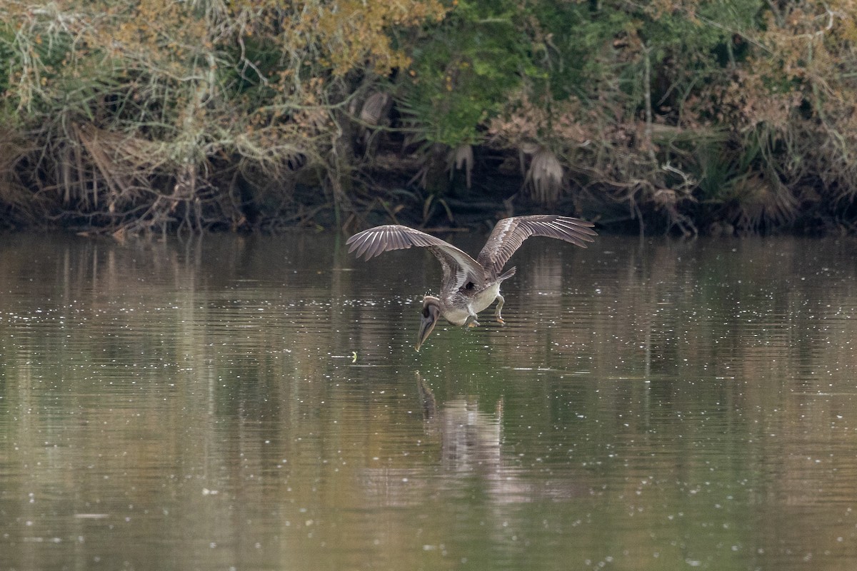 Brown Pelican - ML646671160
