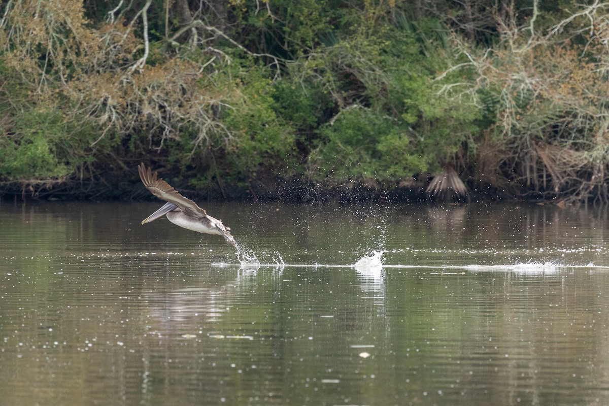 Brown Pelican - ML646671161