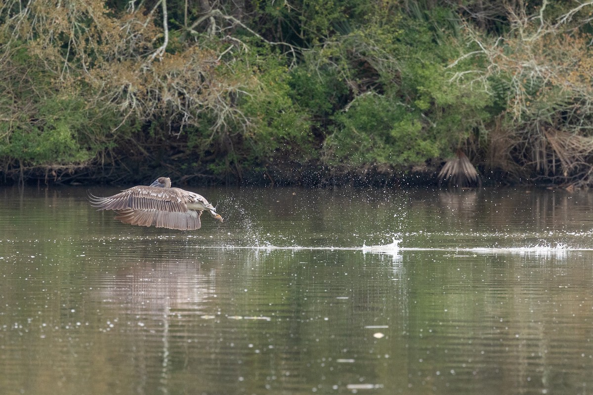 Brown Pelican - ML646671162