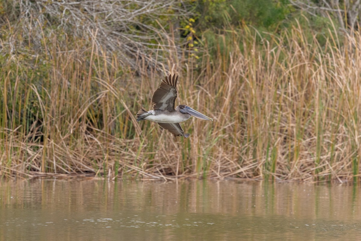 Brown Pelican - ML646671163