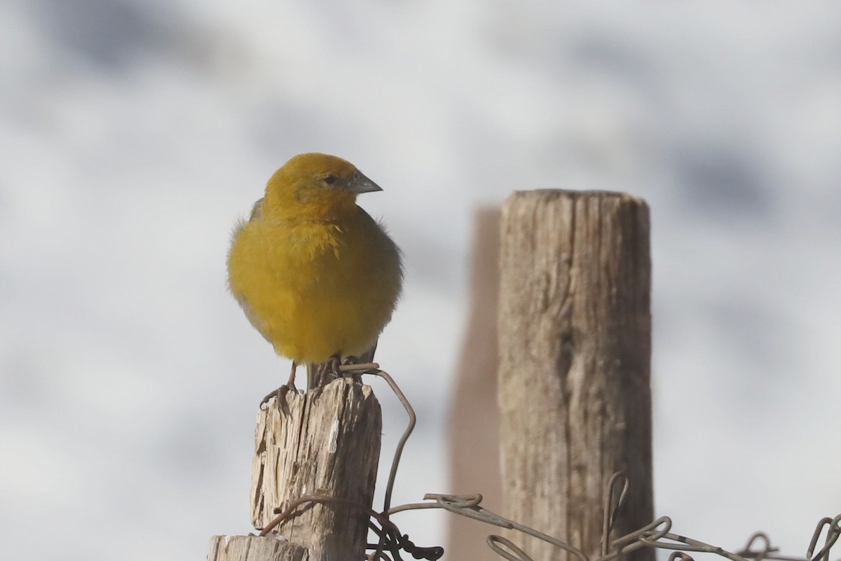 オオキンノジコ - ML646671166