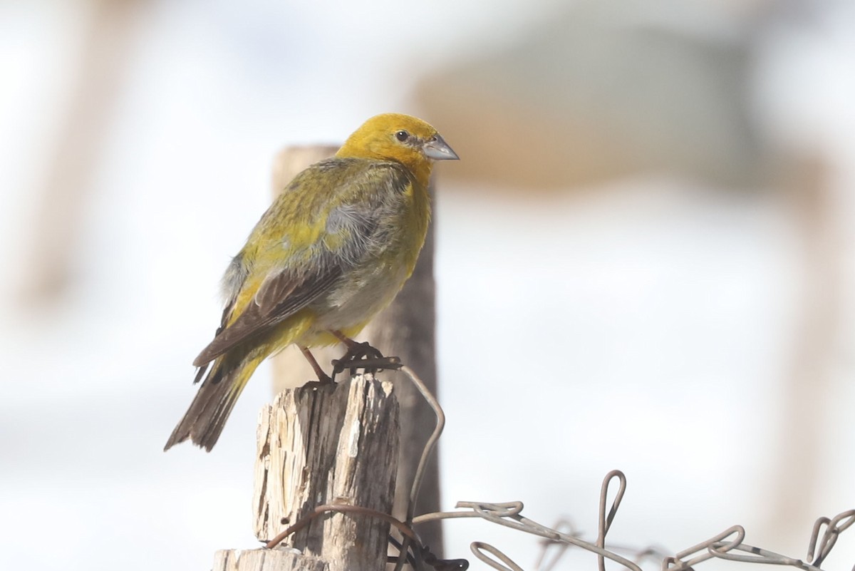 オオキンノジコ - ML646671167