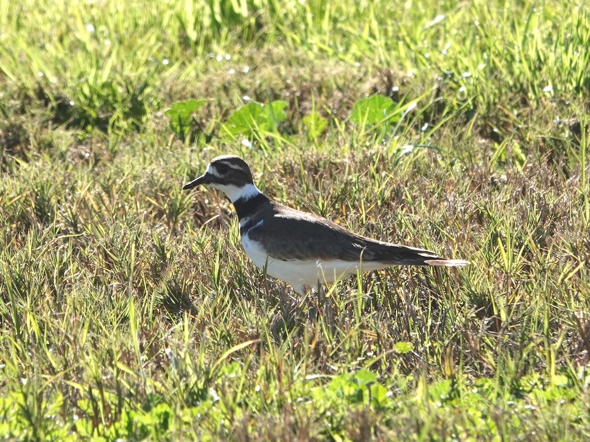 Killdeer - ML646671168