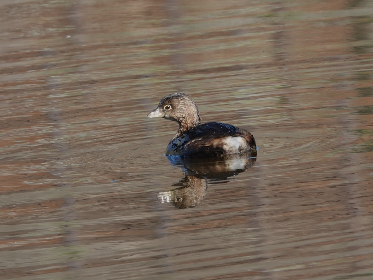 Pied-billed Grebe - ML646671170