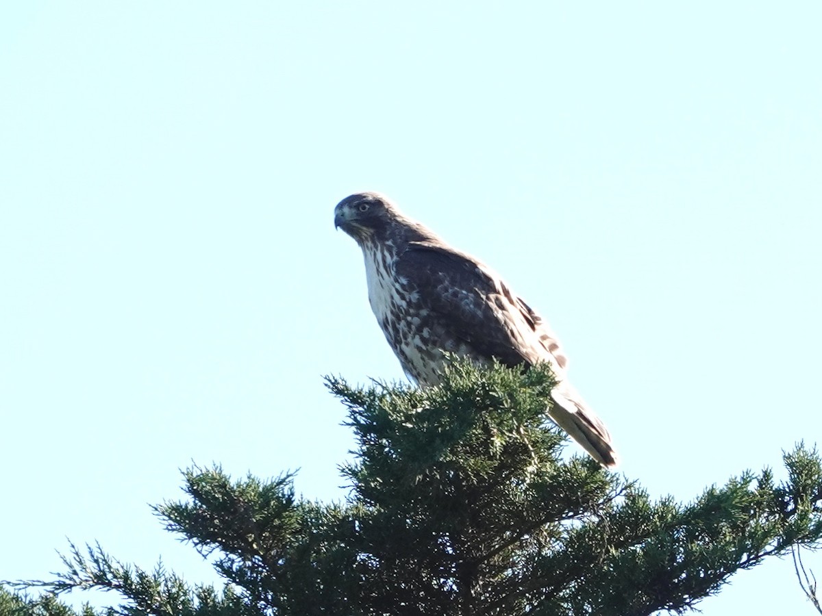 Red-tailed Hawk - ML646671171
