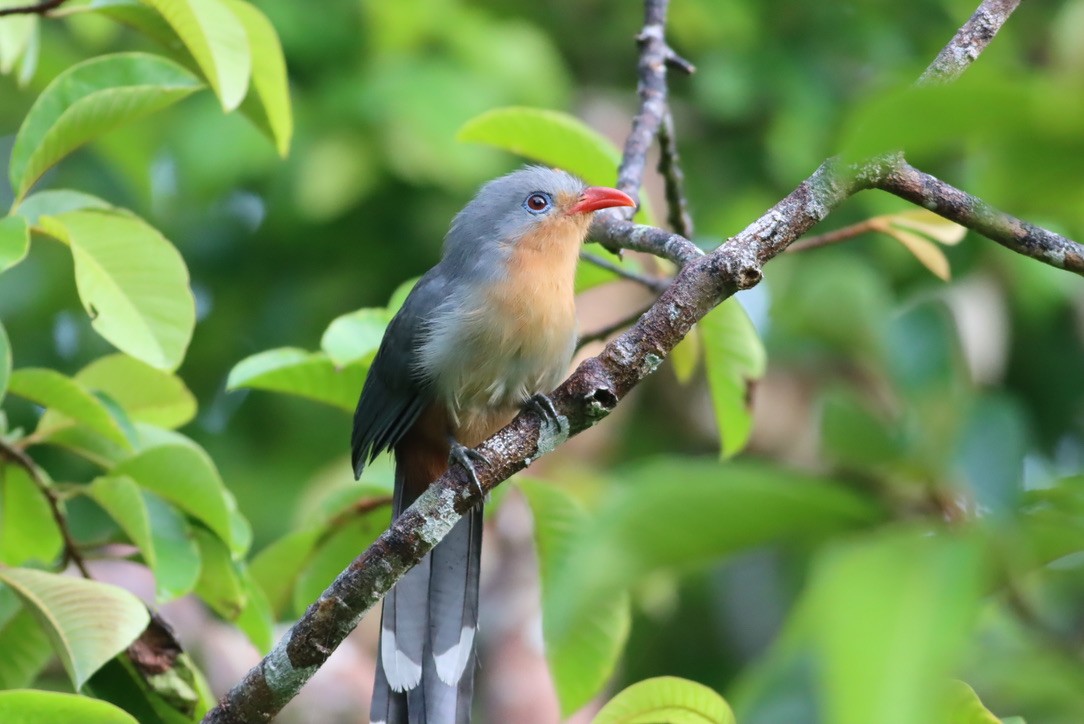 Red-billed Malkoha - ML646671172