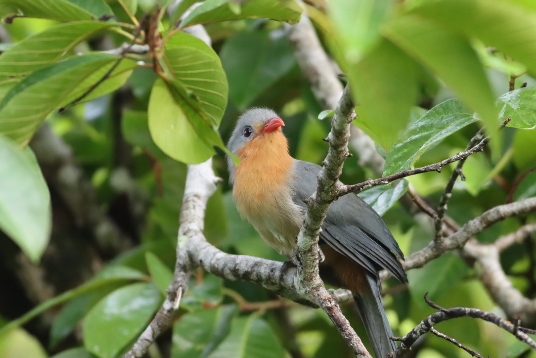 Red-billed Malkoha - ML646671173