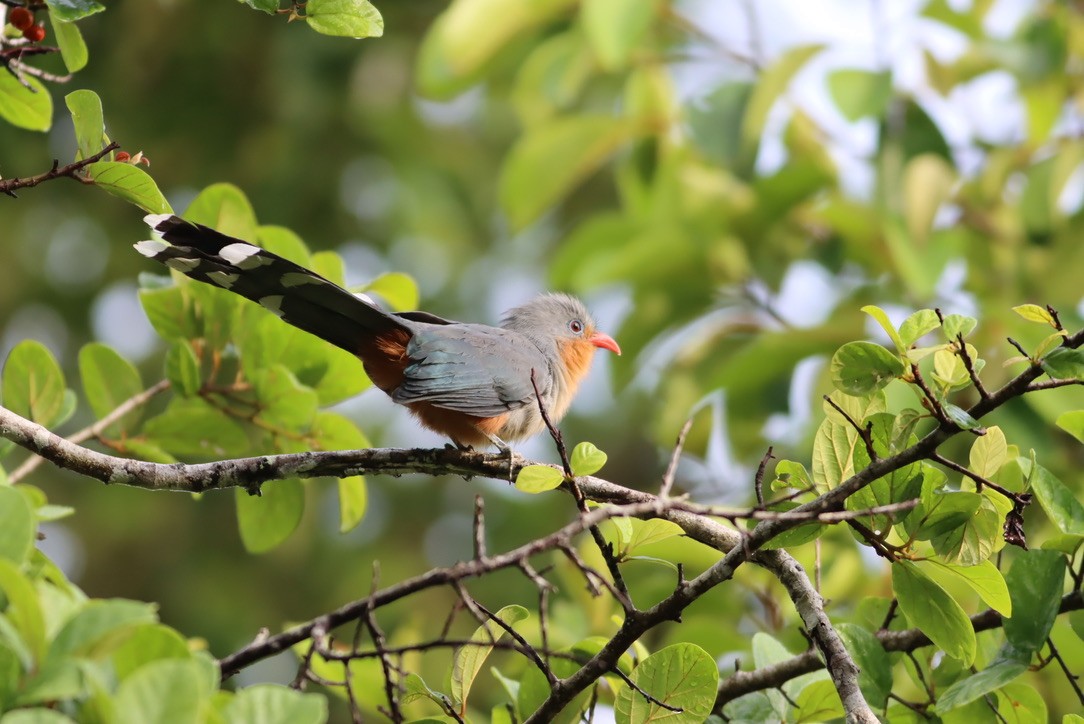 Red-billed Malkoha - ML646671174