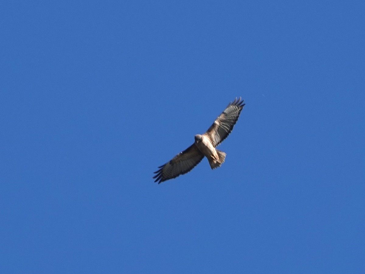 Red-tailed Hawk - ML646671175