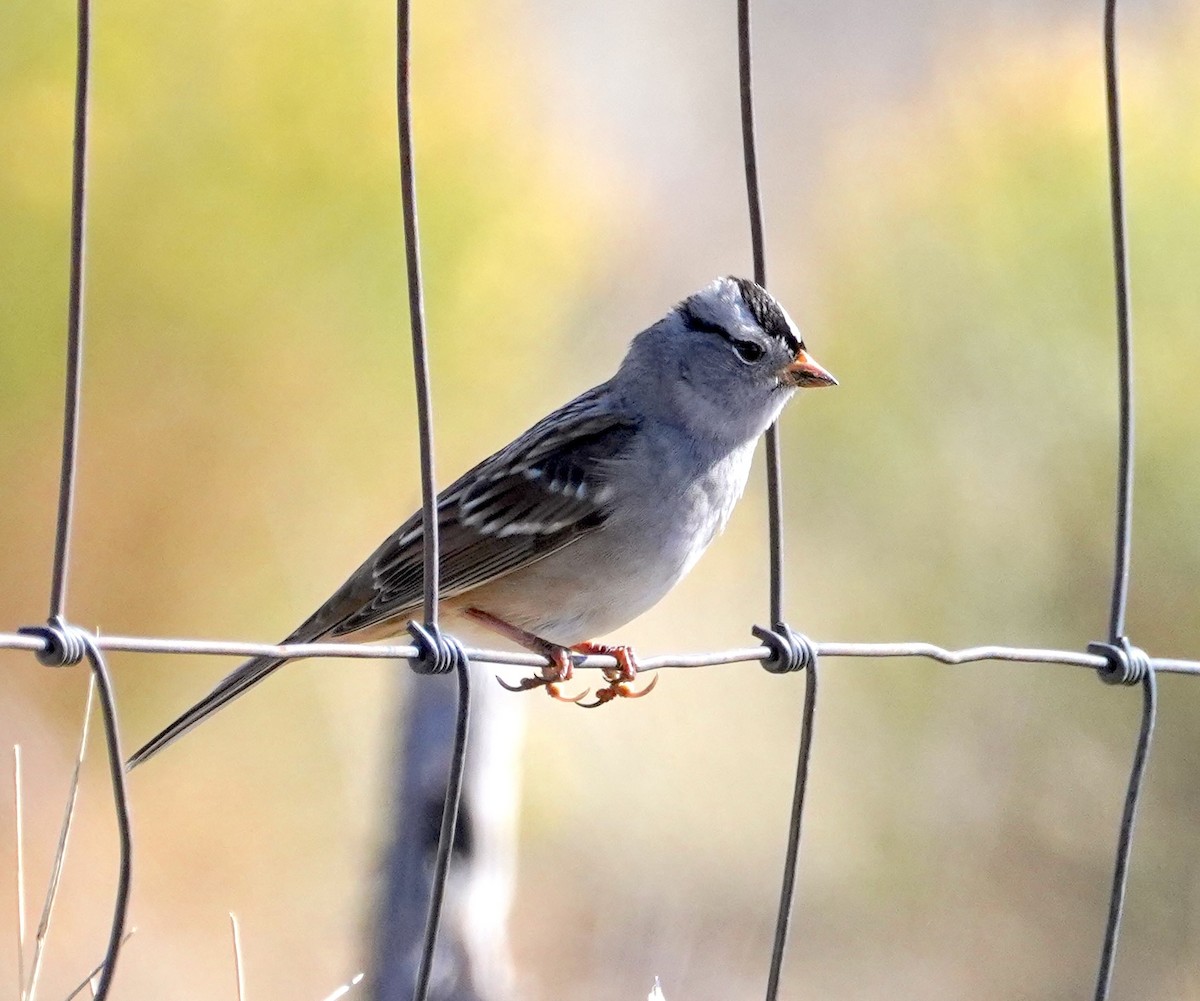 White-crowned Sparrow - ML646671177