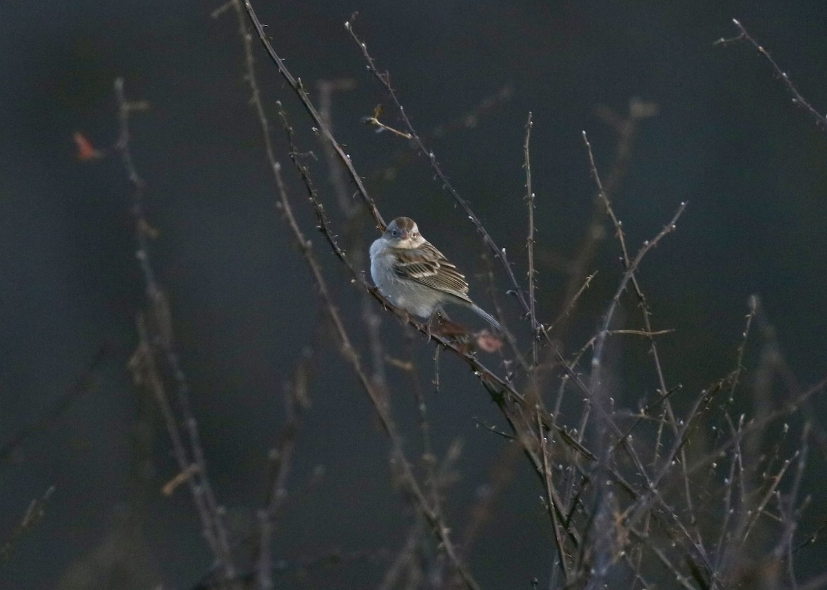 Field Sparrow - ML646671178