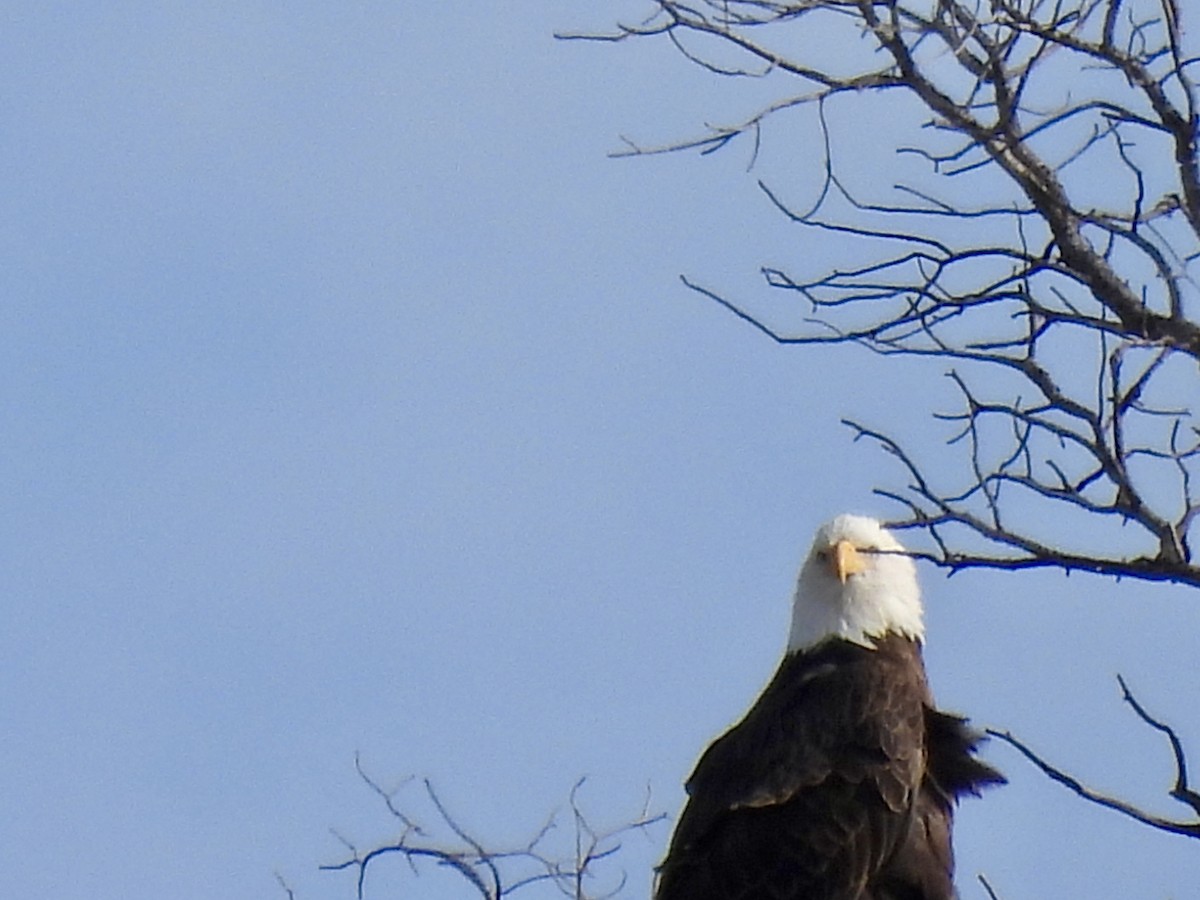 Bald Eagle - ML646671179