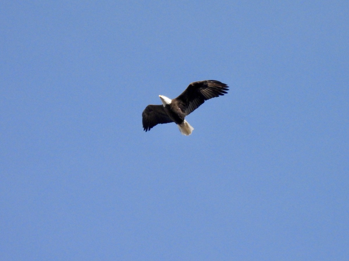 Bald Eagle - ML646671180