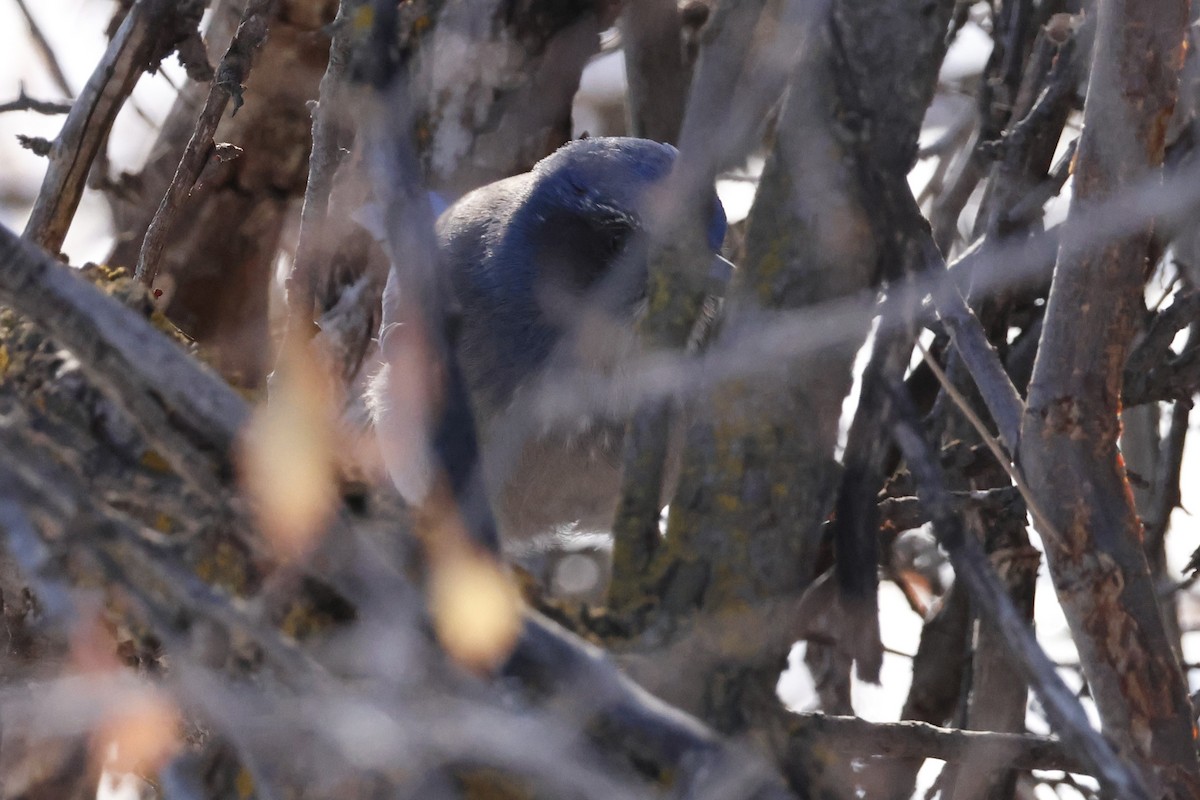 sojka vnitrozemská - ML646671183