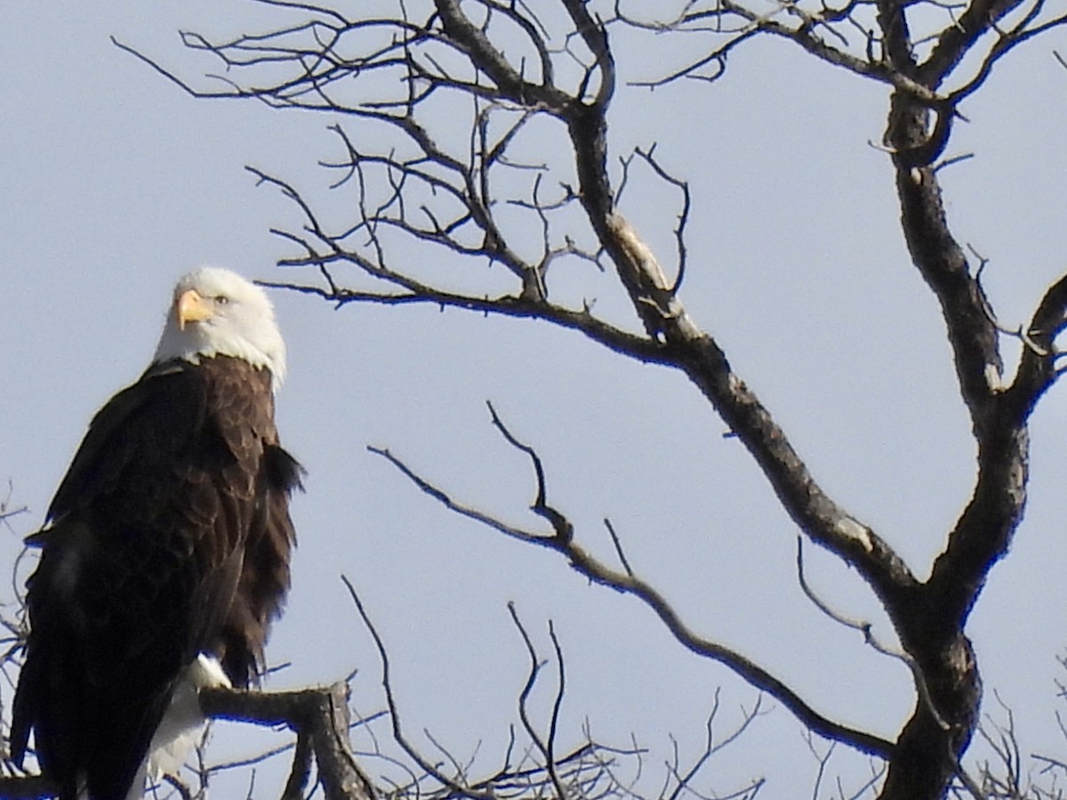 Bald Eagle - ML646671185