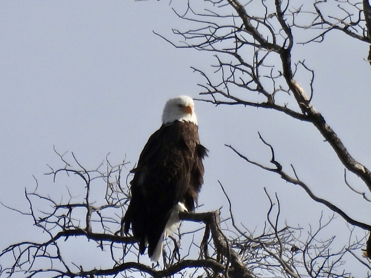Bald Eagle - ML646671186