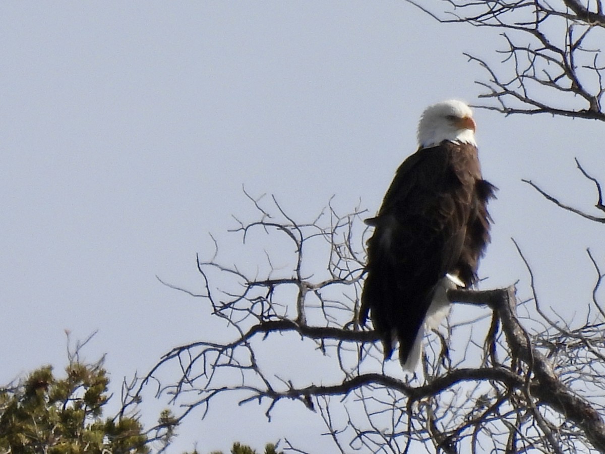 Bald Eagle - ML646671187