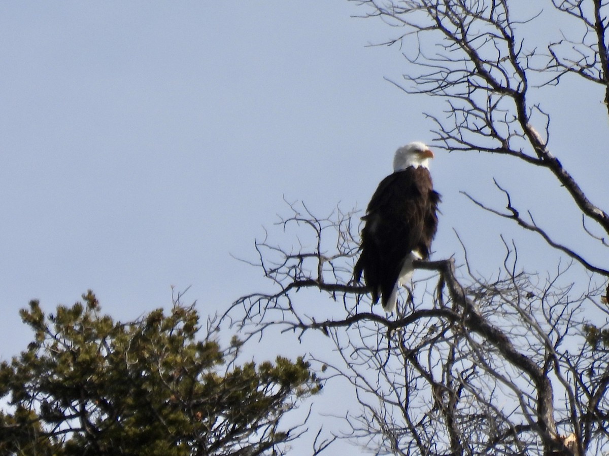 Bald Eagle - ML646671188