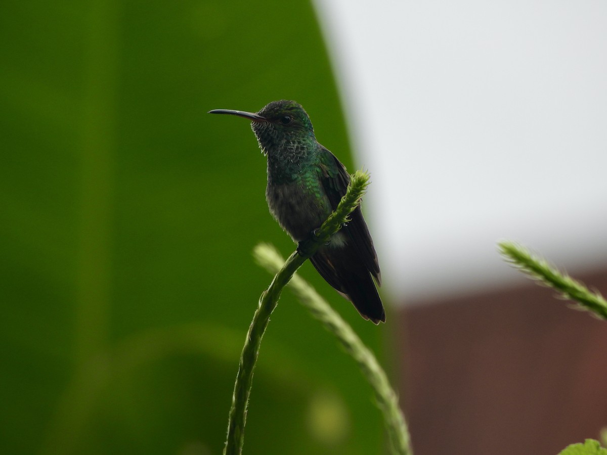 Rufous-tailed Hummingbird - ML646671189