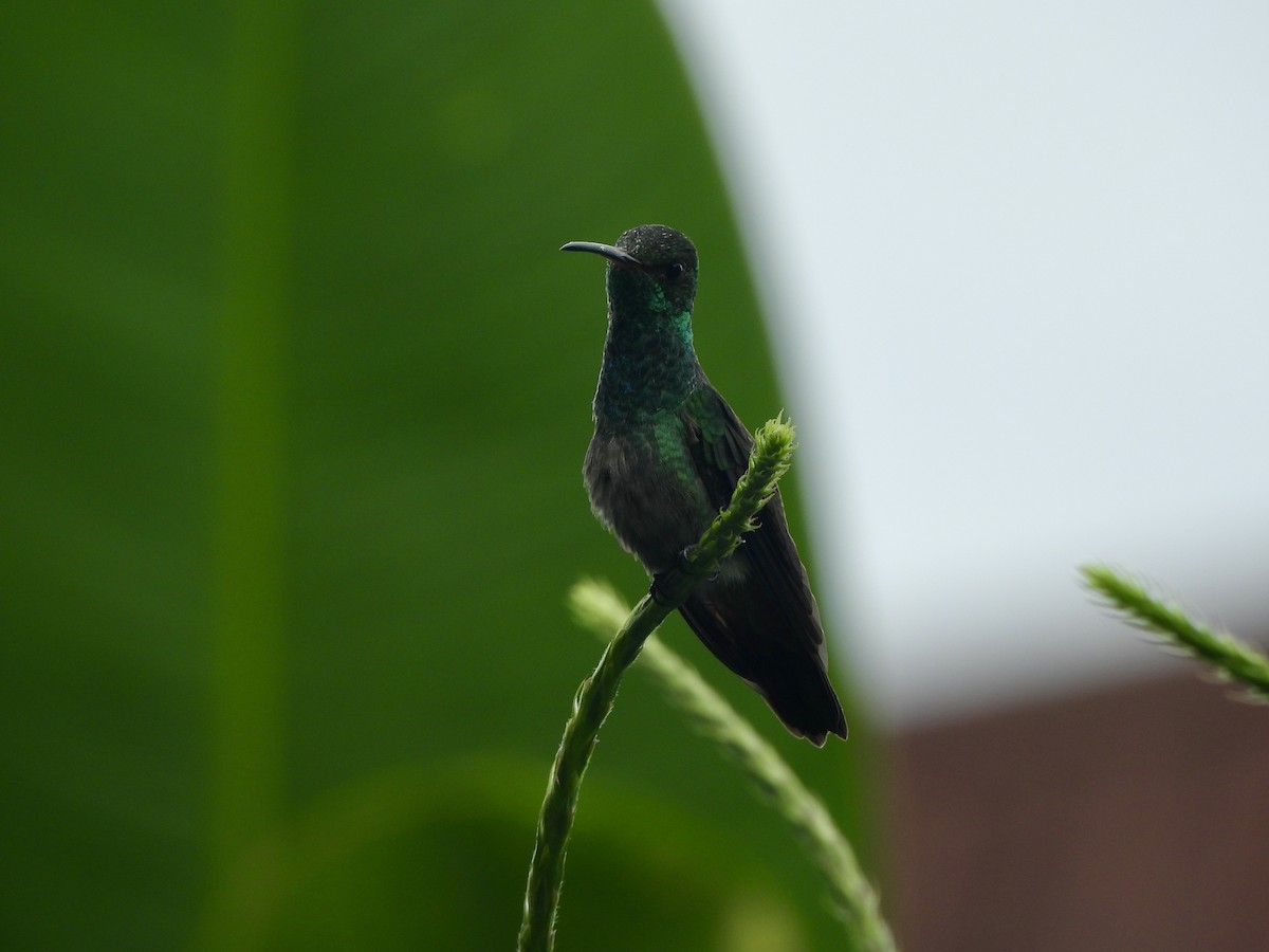 Rufous-tailed Hummingbird - ML646671190