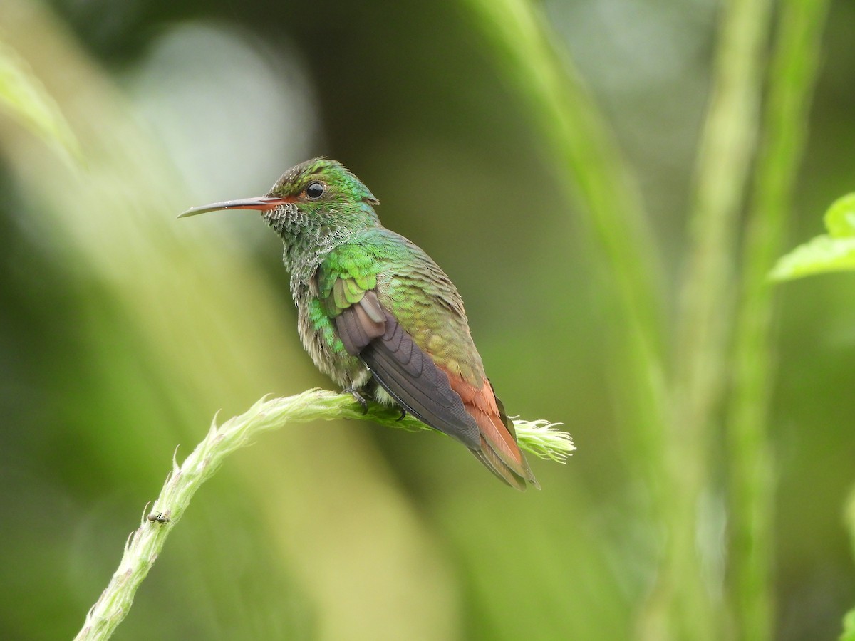 Rufous-tailed Hummingbird - ML646671192