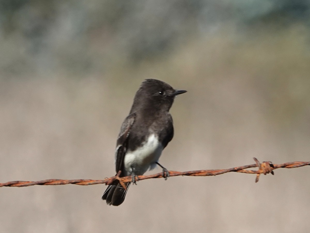 Black Phoebe - ML646671193