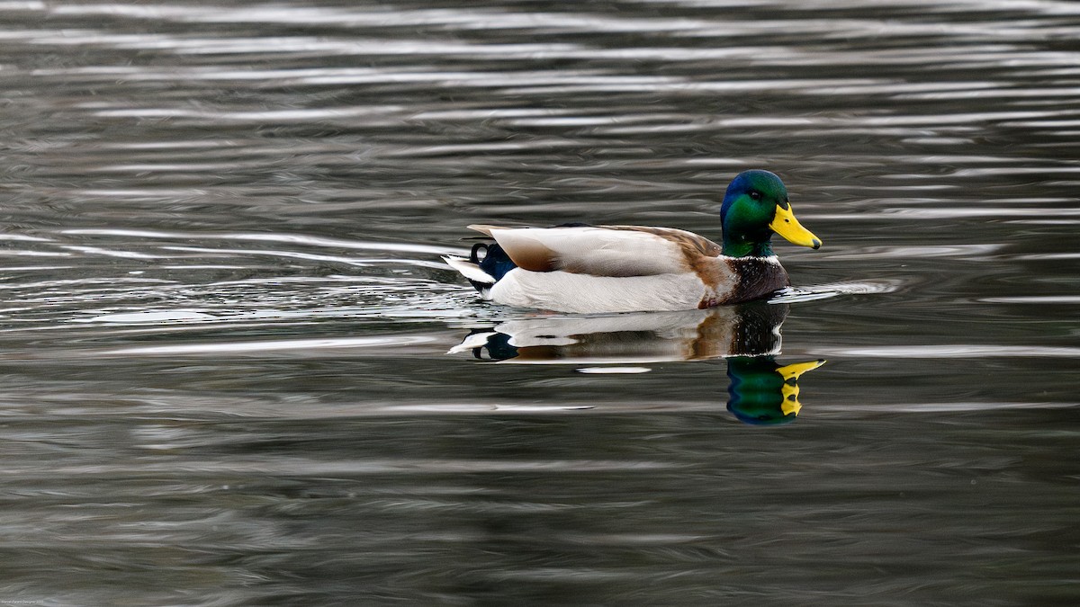 Mallard - ML646671195