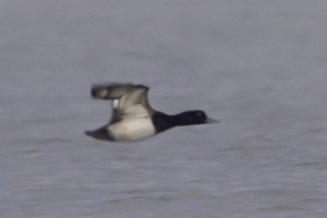 Greater/Lesser Scaup - ML646671196