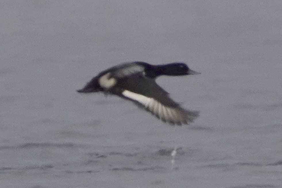 Greater/Lesser Scaup - ML646671197