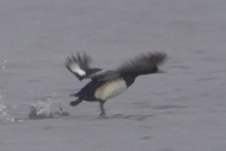 Greater/Lesser Scaup - ML646671198