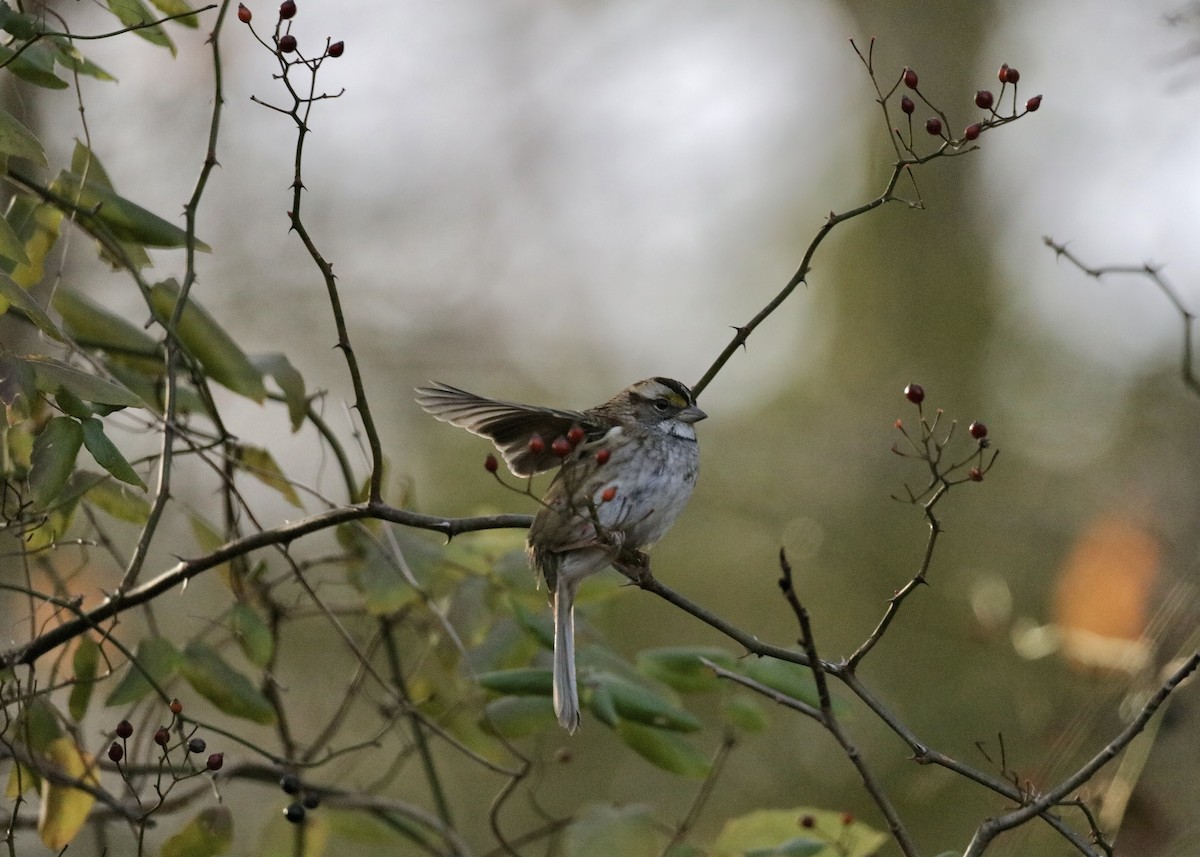 White-throated Sparrow - ML646671199