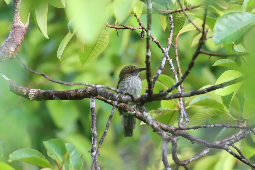 Streaked Bulbul - ML646671201
