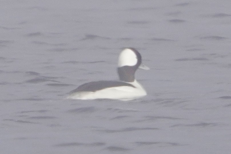 Bufflehead - ML646671204