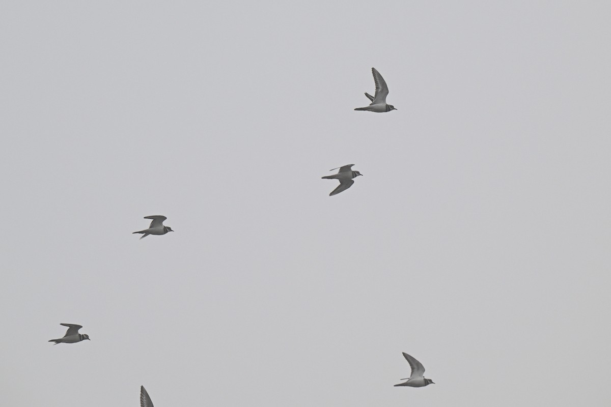 Killdeer - ML646671207